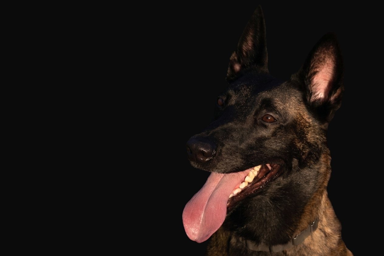 Belgian Malinois, ICONK9